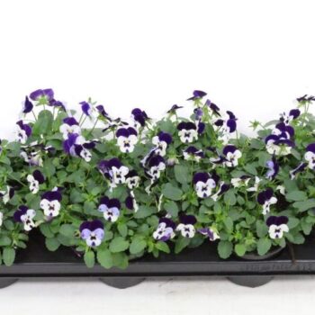 Viola cornuta Deltini Cuty