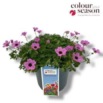 Geranium cinereum 'Ballerina'