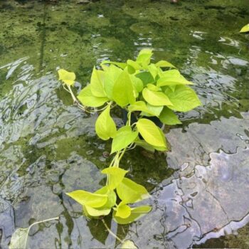 Scindapsus Golden Pothos