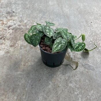 Scindapsus pictus 13/12 h25