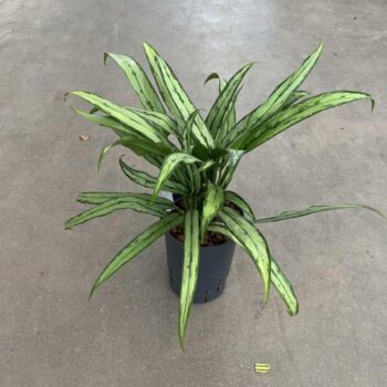 Aglaonema cutlass 2pp 15/19 h35