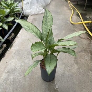 Aglaonema freedman 18/19 h70
