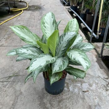 Aglaonema silver bay 22/19 h60