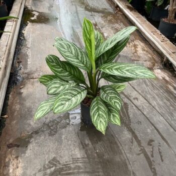 Aglaonema stripe 18/19 h70