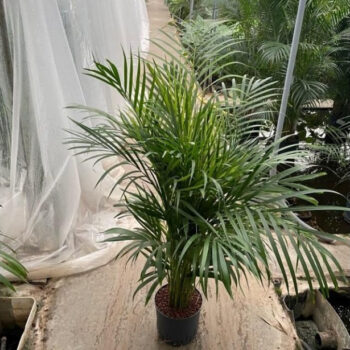 Dypsis (Areca)