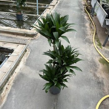 Dracaena Compacta