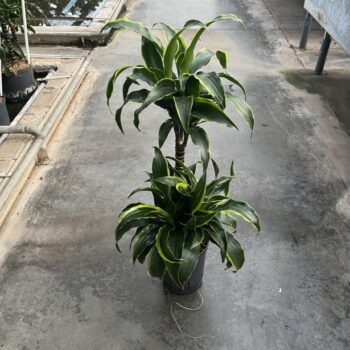 Dracaena Dorado