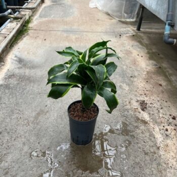Dracaena Dorado