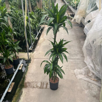 Drac hawaian sunshine