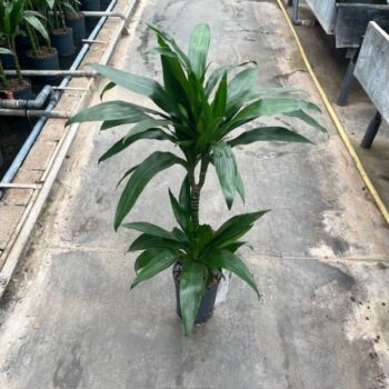 Dracaena Janet Craig