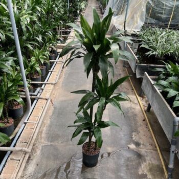 Dracaena Janet Craig