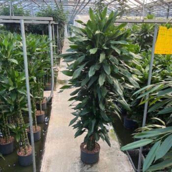 Dracaena Janet Lind