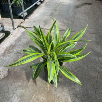 Dracaena lemon line kop