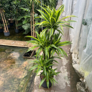 Dracaena lemon line carrousel 6st 25/19 h125