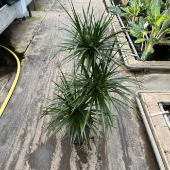 Dracaena Marginata