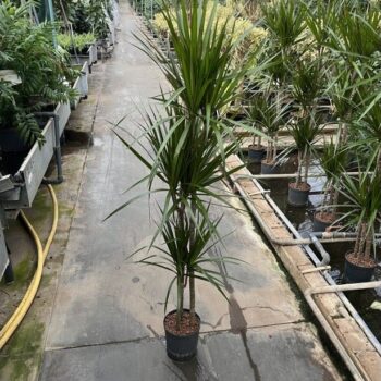 Dracaena Marginata