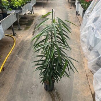 Ficus Binnendijkii Alii