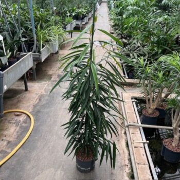 Ficus Binnendijkii Alii