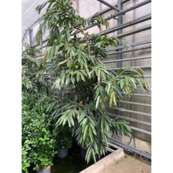 Ficus amstel king toef 3 pp k38/20 h250