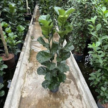 Ficus Lyrata Bambino