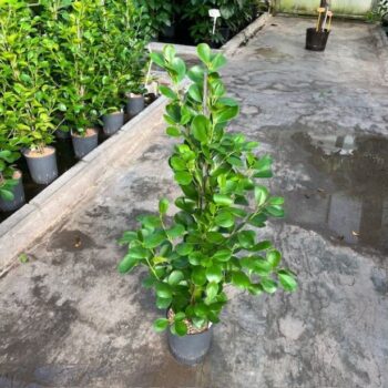 Ficus moclame 1 pp 18/19 h110