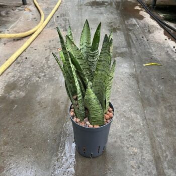 Sansevieria zeylanica 15/19 h40