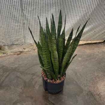Sansevieria zeylanica 25/19 h70/80