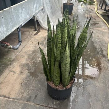 Sansevieria zeylanica 28/19 h70/80
