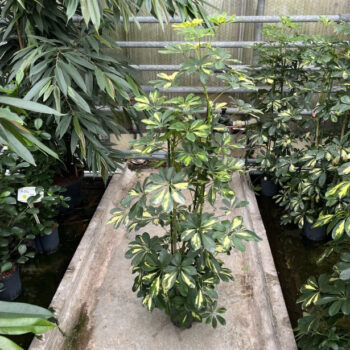 Schefflera gold capella 3pp 18/19 h150