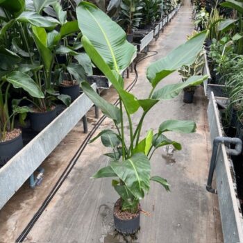 Strelitzia nicolai 2pp 22/19 h140/150