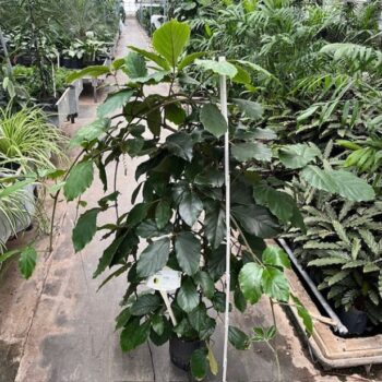 Tetrastigma Voinierianum