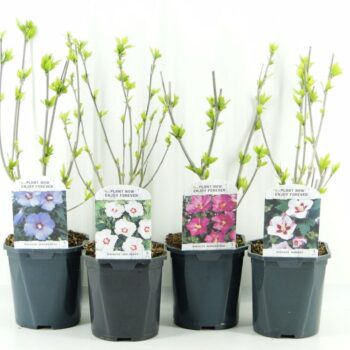 Hibiscus Syriacus mix