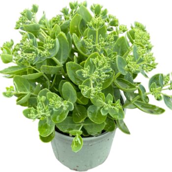 Sedum Spectabile 'Carmen'