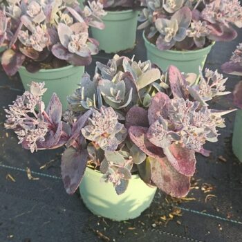 Sedum 'Purple Emperor'