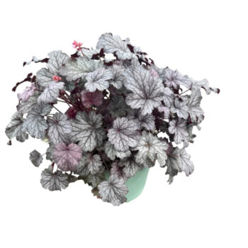 Heuchera 'Silver Scrolls'