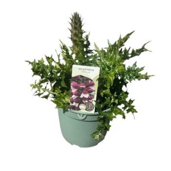 Acanthus 'White Lips'
