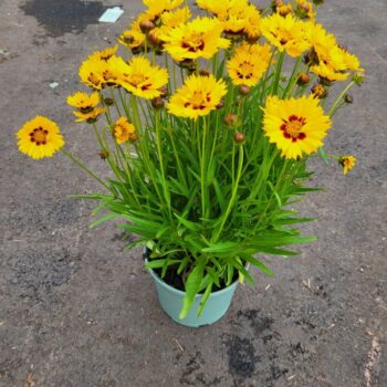 Coreopsis 'Sunkiss'