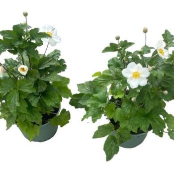 Anemone 'Honorine Jobert'