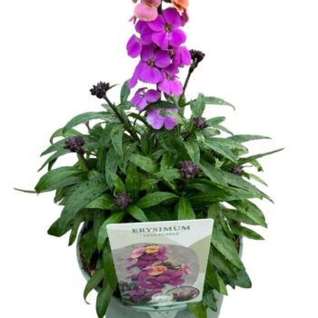 Erysimum Super Bowl Sunset