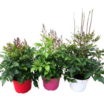 Astilbe Younique in soorten
