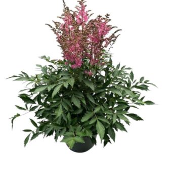 Astilbe 'Younique Lilac'