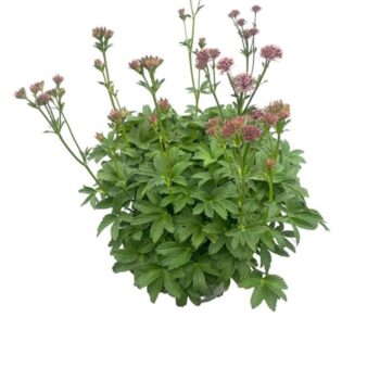 Astrantia Major