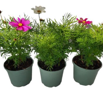 Cosmos Bipinnatus in soorten