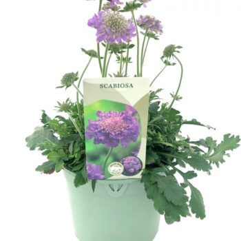 Scabiosa 'Butterfly Blue'