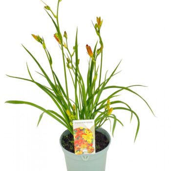 Hemerocallis 'Rosy Returns'