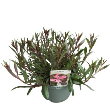 Gaura 'Siskiyou Pink'