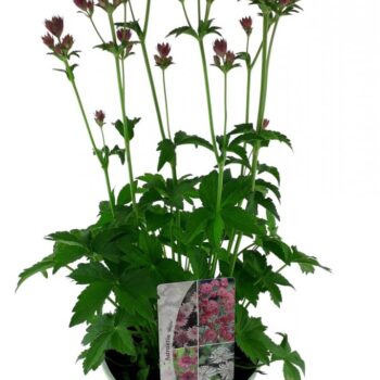 Astrantia Major in soorten