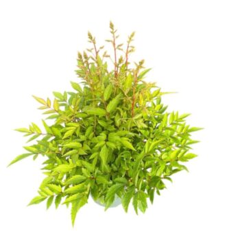 Astilbe Younique Light Pink