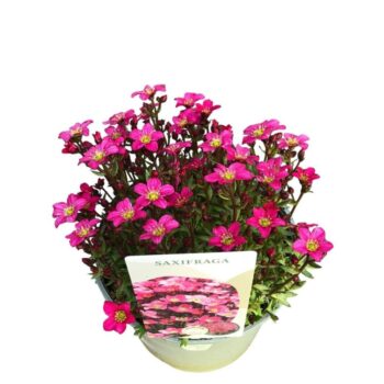 Saxifraga 'Pink'