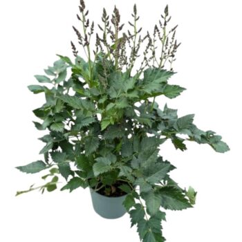 Astilbe 'Younique Red'